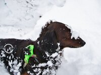 室内犬は冬はどうしたらいいのですか ストーブつけっぱなしは危ないし ホッ Yahoo 知恵袋