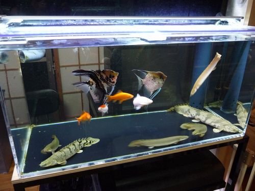 40cmのポリプテルスエンドリケリーと混泳出来る魚を探してい 