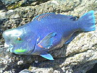 今日この魚を釣りました この魚食べれますか ブダイだと思いますが ブダイには Yahoo 知恵袋
