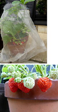 家庭菜園いちごについて家庭菜園初心者です 先日 いちごの苗を購入 Yahoo 知恵袋