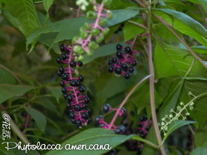 ブルーベリーみたいな小さな実を付けたこの植物は 10月19日に撮影 Yahoo 知恵袋