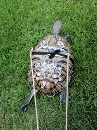 亀を飼うてます 近くの川に散歩に行かせたいんですが川で放し飼いにしたら Yahoo 知恵袋