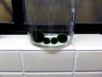 マリモを育てるのは難しいですか 最大直径何cmになりますか 難しく Yahoo 知恵袋