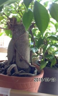 写真に載せたガジュマルを育てています 100円ショップで300円で売 Yahoo 知恵袋