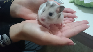 ゴールデンハムスターのシルバーグレーについてです 2０年以上前ゴ Yahoo 知恵袋