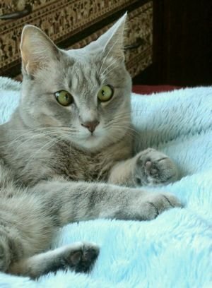 猫を飼われている方ファブリーズやアロマについて教えてください Yahoo 知恵袋