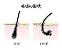 毛先だけが曲がっている髪があるとしますその髪を半分に切ったらまた毛先が Yahoo Beauty