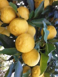 柚子の収穫時期は 全て黄色になってから まだ緑が残ってる時に Yahoo 知恵袋