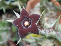 ガガイモのフェルニアとスタペリアのタイプを何種類か育ててます 水 Yahoo 知恵袋