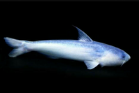 アマゾンのナマズは危険なんですか 特に危険なのはブルーカンディル カン Yahoo 知恵袋