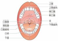 口の上 ちょうど舌の真上あたりにある凹凸はなんという名前がついているのでし Yahoo 知恵袋