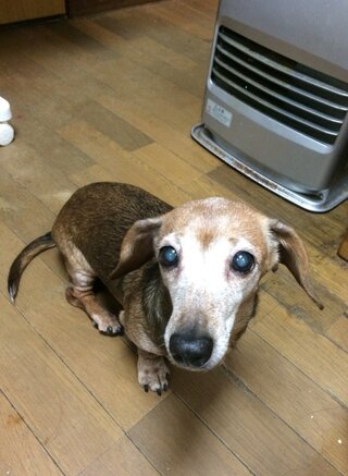 ダックスフンドを飼っている方に質問です 写真を見て頂きたいのですが う Yahoo 知恵袋