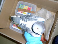 一番懐く鳩はなんですか 銀鳩の性格もお願いします たくさ Yahoo 知恵袋