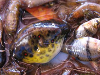 ふぐを食べたサメなどの魚はテトロドトキシンの毒などでかなりの確立で死 Yahoo 知恵袋