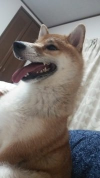 柴犬には たぬき顔とキツネ顔があるそうですが 私の柴犬は Yahoo 知恵袋