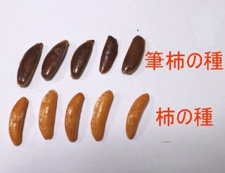果物の柿の種はなぜ大きいのですか 教えて下さい 柿の種 Yahoo 知恵袋