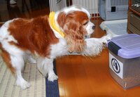 犬のご飯の回数成犬ですが 1日4回にわけてご飯をあげています でも Yahoo 知恵袋