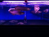 アジアアロワナについて質問です アジアアロワナ同士で混泳させると縄張り意 Yahoo 知恵袋