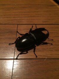 カブトムシとクワガタとサソリではどれが好きですか 1番はク Yahoo 知恵袋