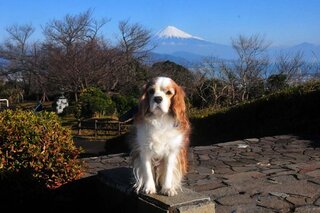 犬がアルミホイルを食べてしまいました 2歳のトイプードルです アルミ Yahoo 知恵袋