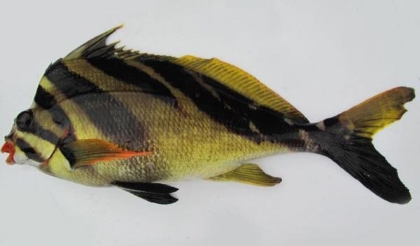 なんて言う魚ですか 食べれますか 教えてください タカノハ Yahoo 知恵袋