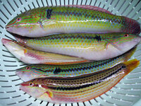 ひぇ 〆 味覚は十人十色ですが メジャーな魚で鰆より不味い魚はあります Yahoo 知恵袋