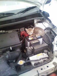 猫が車のエンジンルームに入り込むことについて 私は今高 Yahoo 知恵袋