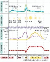 排卵日辺りの眠気や排卵痛やだるさやむくみなど何日間続くのが一般的ですか 排 Yahoo 知恵袋