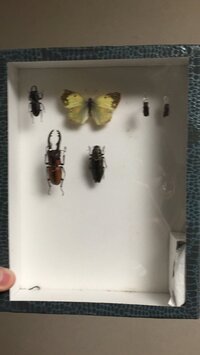 昆虫標本を作る際に必要な物をざっと教えてください 半永久的に保存したい Yahoo 知恵袋