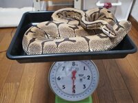 ボールパイソンの飼育を考えている者です。爬虫類はスッポンしか飼育し