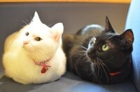 自分の家の猫が世界一かわいいと思うことありますか 飼い猫の性格とか Yahoo 知恵袋