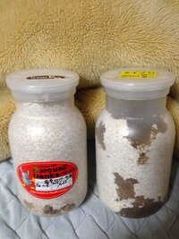 国産オオクワガタ幼虫の羽化まで持っていく菌糸ビンについて質問です 現 Yahoo 知恵袋
