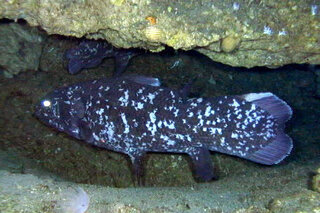 シーラカンスは 深海に生息しているのですか 絶滅した昔のシーラカンス Yahoo 知恵袋