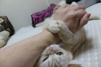 うちの猫 可愛いんだけど 時々可愛くない そんな感覚のあることも Yahoo 知恵袋