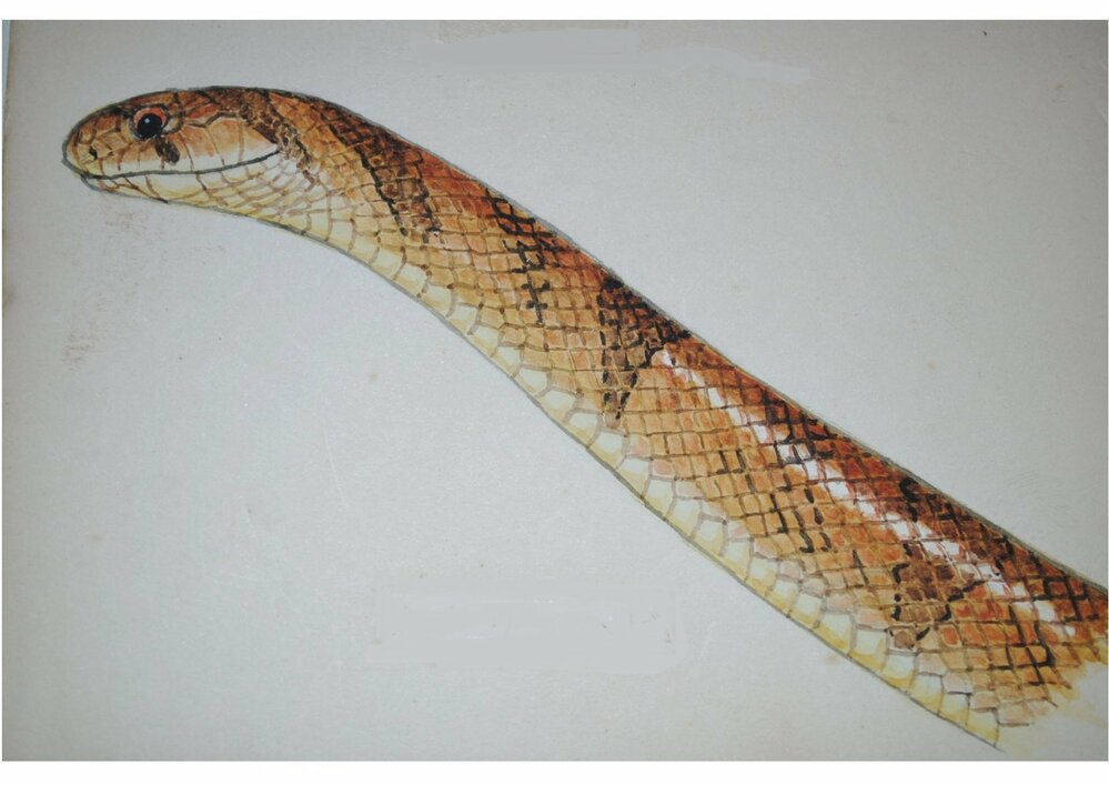 蛇のイラストの書き方 なんとなくネットで見つけた蛇の絵を書いてみたんで Yahoo 知恵袋