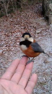 野鳥で一番懐くのは セキレイですか 毎朝 公園でカモや雀 セキレイ Yahoo 知恵袋