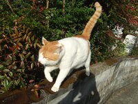 猫を拾う人の気持ちがわかりません もし捨て猫と思い拾った猫が室外飼 Yahoo 知恵袋