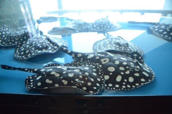 モトロ、ポルカ等淡水エイ♂♀値段が安い方はどちらですか？またやはり 