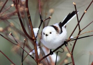 かわいい小鳥はなに セキレイ セキレイもかわいいですが Yahoo 知恵袋
