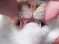 飼い猫の前歯について飼い猫 4歳ほど の前歯が1本しかありません 保護 Yahoo 知恵袋
