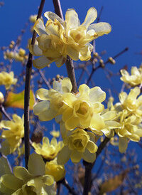 冬の花で いい匂いのする花は何ですか ありますか わたし Yahoo 知恵袋