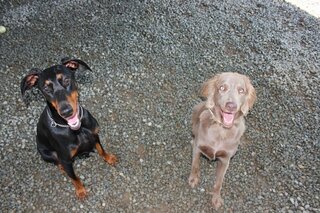 犬に庭でトイレをさせていらっしゃるかたにお聞きしたいです 最近庭のある戸建 Yahoo 知恵袋
