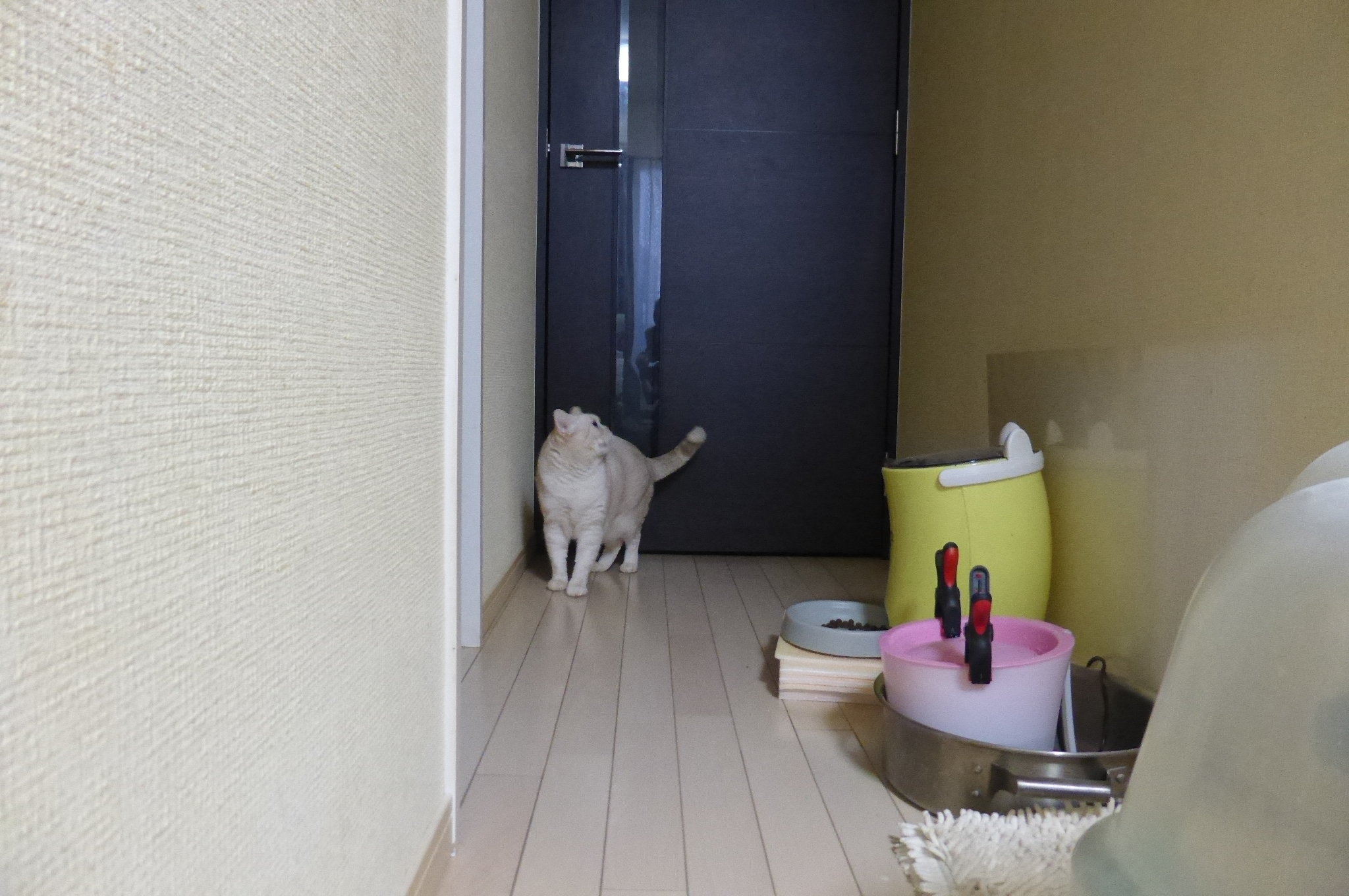 猫の便が最後の方は緩くなっています。最初は硬めの普通の便なのですが 