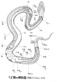 蛇の生態について 蛇は大きな獲物を餌として丸呑みしますが Yahoo 知恵袋