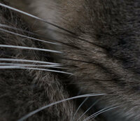 うちの猫のひげが最近 一本だけ根元が黒く変色してきたんですけど 何か Yahoo 知恵袋