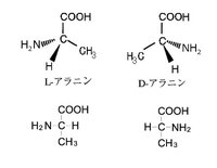 生化学の問題で アラニンの立体異性体をフィッシャー投影式と透 Yahoo 知恵袋