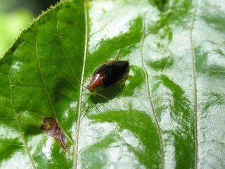 クワガタはかわいいのになんでゴキブリはかわいくないのですか 家に Yahoo 知恵袋