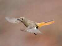 ホバリングできる鳥の名前が知りたいです 都内でカラスのよう Yahoo 知恵袋