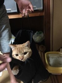 うちの猫は 犬のように物を投げると くわえて手元に何度も持って来 Yahoo 知恵袋