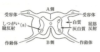 膝蓋腱反射と屈筋反射において 反射弓の反射中枢における神経回路の違いを説明 Yahoo 知恵袋
